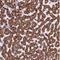 Phosphoglycolate Phosphatase antibody, NBP2-30701, Novus Biologicals, Immunohistochemistry frozen image 