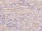 NEDD4 Binding Protein 2 antibody, 204625-T08, Sino Biological, Immunohistochemistry frozen image 