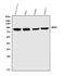 Component Of Inhibitor Of Nuclear Factor Kappa B Kinase Complex antibody, PB9110, Boster Biological Technology, Western Blot image 