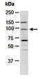 BRCA1 Associated RING Domain 1 antibody, orb67159, Biorbyt, Western Blot image 