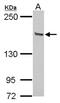 Zinc finger protein GLI3 antibody, NBP2-16665, Novus Biologicals, Western Blot image 