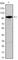 DEAD-Box Helicase 4 antibody, abx010633, Abbexa, Western Blot image 