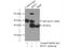 IST1 Factor Associated With ESCRT-III antibody, 19842-1-AP, Proteintech Group, Immunoprecipitation image 