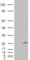 Insulin Like Growth Factor Binding Protein 6 antibody, GTX88766, GeneTex, Western Blot image 