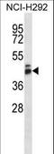 G Protein-Coupled Receptor 27 antibody, LS-C166635, Lifespan Biosciences, Western Blot image 