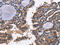 CD48 Molecule antibody, CSB-PA183273, Cusabio, Immunohistochemistry frozen image 