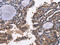 CD48 Molecule antibody, CSB-PA183273, Cusabio, Immunohistochemistry frozen image 