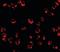 Regulator Of G Protein Signaling 21 antibody, orb94283, Biorbyt, Immunofluorescence image 