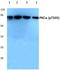 Protein Kinase C Alpha antibody, A00743T505, Boster Biological Technology, Western Blot image 