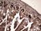 BrdU antibody, LS-C783999, Lifespan Biosciences, Immunohistochemistry paraffin image 