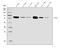 Calcium/Calmodulin Dependent Protein Kinase IV antibody, A01905-2, Boster Biological Technology, Western Blot image 