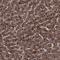 Ras Suppressor Protein 1 antibody, NBP1-82029, Novus Biologicals, Immunohistochemistry frozen image 