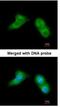 Ubiquitin-conjugating enzyme E2 G2 antibody, NBP1-32729, Novus Biologicals, Immunofluorescence image 