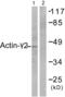 Actin Gamma 2, Smooth Muscle antibody, abx013018, Abbexa, Western Blot image 