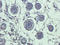 Complement C5 antibody, orb323296, Biorbyt, Immunohistochemistry paraffin image 