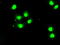 BUB1 Mitotic Checkpoint Serine/Threonine Kinase B antibody, TA500540, Origene, Immunofluorescence image 