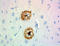 beta-Amyloid, 1-16 antibody, 803010, BioLegend, Immunohistochemistry paraffin image 