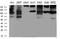 IQ Motif Containing GTPase Activating Protein 1 antibody, LS-C792264, Lifespan Biosciences, Western Blot image 