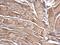 LRR Binding FLII Interacting Protein 2 antibody, PA5-78569, Invitrogen Antibodies, Immunohistochemistry frozen image 