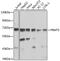 Protein Arginine Methyltransferase 5 antibody, A1520, ABclonal Technology, Western Blot image 