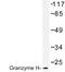 Granzyme H antibody, LS-C177052, Lifespan Biosciences, Western Blot image 