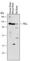 Protein kinase C epsilon type antibody, AF5134, R&D Systems, Western Blot image 