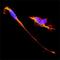 Neural Cell Adhesion Molecule 1 antibody, AF2408, R&D Systems, Immunofluorescence image 