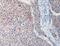 FAT Atypical Cadherin 4 antibody, MBS2517001, MyBioSource, Immunohistochemistry frozen image 