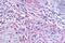 Glutamate Metabotropic Receptor 1 antibody, NLS882, Novus Biologicals, Immunohistochemistry frozen image 