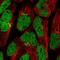 Zinc Finger Protein 576 antibody, NBP2-13584, Novus Biologicals, Immunofluorescence image 