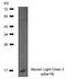 Myosin Light Chain Kinase 2 antibody, orb14836, Biorbyt, Western Blot image 