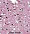 Bridging Integrator 1 antibody, abx027986, Abbexa, Immunohistochemistry paraffin image 