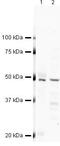 Flotillin 1 antibody, PA5-19713, Invitrogen Antibodies, Western Blot image 