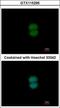 Ring Finger Protein 40 antibody, GTX115295, GeneTex, Immunofluorescence image 