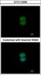 Ring Finger Protein 40 antibody, GTX115295, GeneTex, Immunofluorescence image 