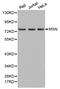 Moesin antibody, MBS9405668, MyBioSource, Western Blot image 