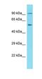 Archaelysin Family Metallopeptidase 1 antibody, orb331375, Biorbyt, Western Blot image 