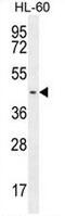 G Protein-Coupled Receptor 142 antibody, AP51918PU-N, Origene, Western Blot image 