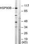 Heat shock protein HSP 90-beta antibody, TA312344, Origene, Western Blot image 