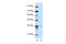 High Mobility Group 20A antibody, 29-047, ProSci, Enzyme Linked Immunosorbent Assay image 
