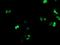 RUNX1T1 ETO antibody, MA5-25954, Invitrogen Antibodies, Immunocytochemistry image 