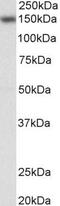 Nuclear Factor Of Activated T Cells 3 antibody, PA5-37876, Invitrogen Antibodies, Western Blot image 