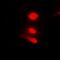 Annexin A11 antibody, orb377923, Biorbyt, Immunofluorescence image 