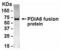 Protein Disulfide Isomerase Family A Member 6 antibody, XW-8125, ProSci, Western Blot image 