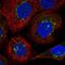 VDP p115 antibody, NBP2-38401, Novus Biologicals, Immunocytochemistry image 