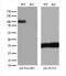 RalA Binding Protein 1 antibody, M01403-1, Boster Biological Technology, Western Blot image 