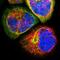 WD Repeat Domain 89 antibody, NBP1-88413, Novus Biologicals, Immunofluorescence image 