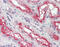FER Tyrosine Kinase antibody, 49-062, ProSci, Immunohistochemistry frozen image 