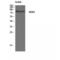 NOX5 antibody, LS-C384946, Lifespan Biosciences, Western Blot image 