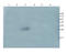 VEGF antibody, orb11553, Biorbyt, Western Blot image 